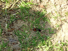 Traumatomutilla graphica