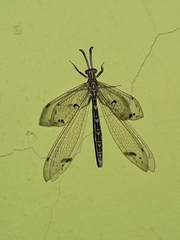 Nemoleontinae