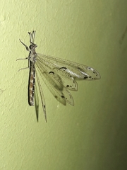 Nemoleontinae