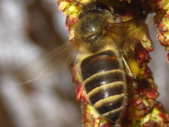 Alnus hirsuta