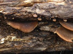 Lentinellus ursinus image