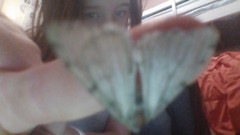 Lepidoptera