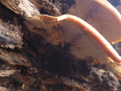 Lentinellus ursinus image