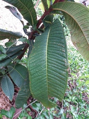 Syzygium acre