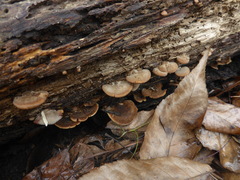 Lentinellus ursinus image