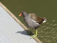 Gallinula chloropus