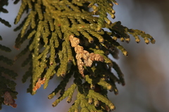 Pestalotiopsis funerea