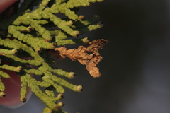 Pestalotiopsis funerea