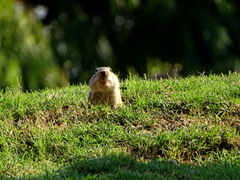Ctenomys