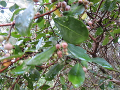 Azara integrifolia