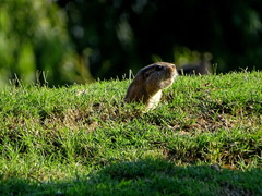 Ctenomys