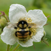 Nearctic Bumble Bee - Photo (c) Liz Osborn, some rights reserved (CC BY-NC), uploaded by Liz Osborn