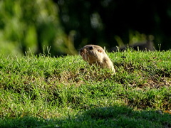 Ctenomys