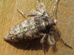 Agriopis dira