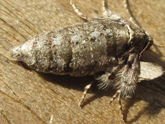Agriopis dira