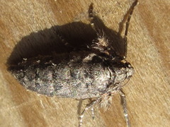 Agriopis dira