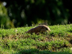 Ctenomys