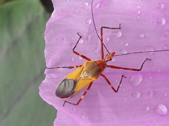 Zelus laticornis