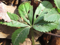 Potentilla kleiniana