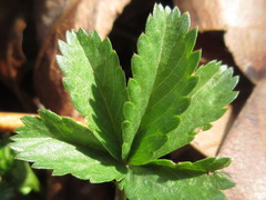 Potentilla kleiniana