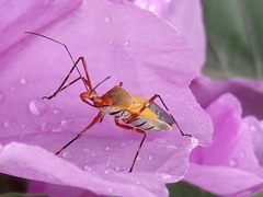 Zelus laticornis