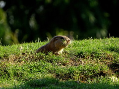 Ctenomys