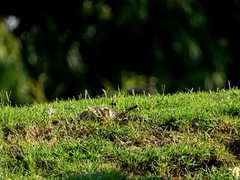 Ctenomys