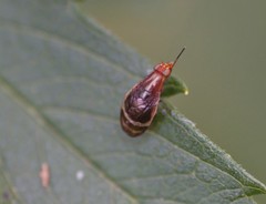Depressa striatipennis