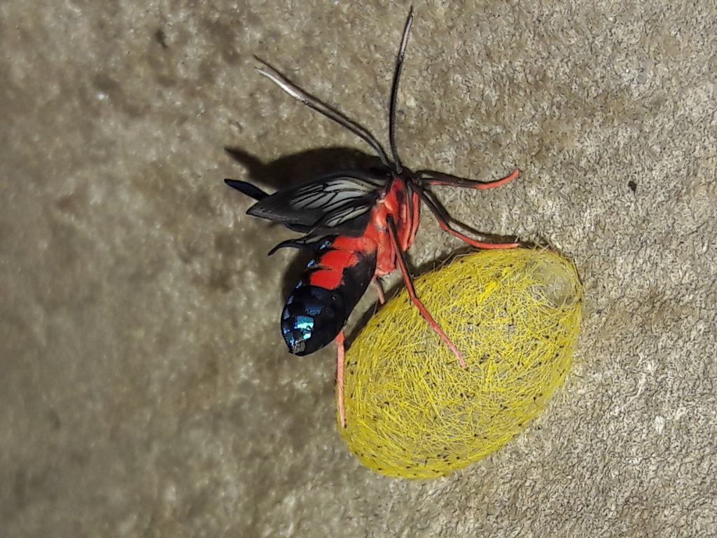 Cosmosoma auge