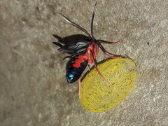 Cosmosoma auge