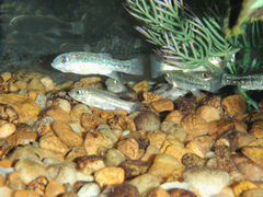 Comanche Springs Pupfish photo 3