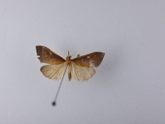Udea daiclesalis