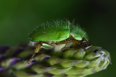 Brachysternus prasinus