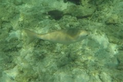 Kyphosus cornelii
