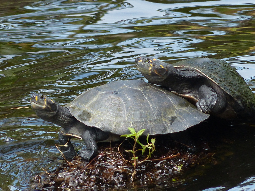 Yellow-Spotted River Turtle
