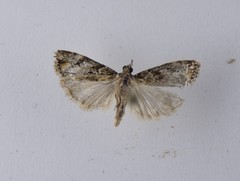 Eudonia minualis