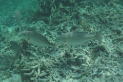 Kyphosus cornelii