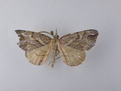 Chalastra aristarcha