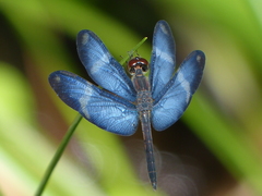Zenithoptera lanei