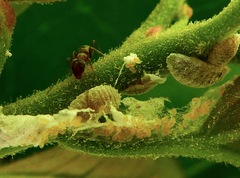 Phenacoccus peruvianus