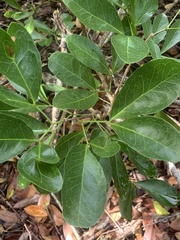 Pithecellobium keyense