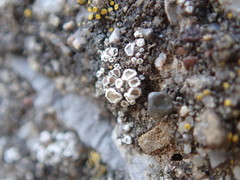 Myriolecis semipallida