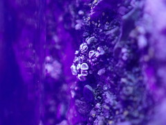 Myriolecis semipallida