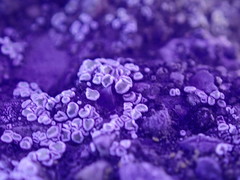 Myriolecis semipallida