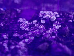 Myriolecis semipallida