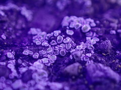 Myriolecis semipallida