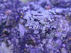 Myriolecis semipallida