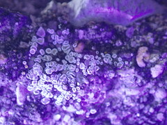 Myriolecis semipallida