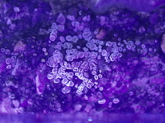 Myriolecis semipallida