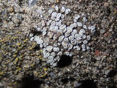 Myriolecis semipallida